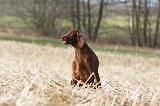 SETTER IRLANDAIS 355
